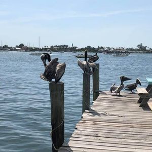 Meet your Posher, Ralph